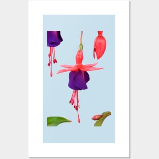 Fuchsia  FuchsiaBerry Posters and Art